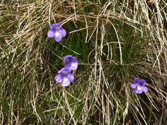 Pinguicula leptoceras