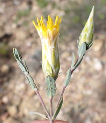 Pteronia membranacea
