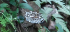 Cyclosa
