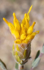 Pteronia membranacea