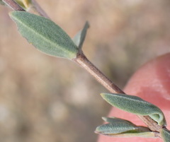Pteronia membranacea