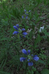 Dracocephalum ruyschiana