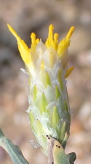 Pteronia membranacea