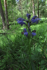 Dracocephalum ruyschiana