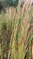 Eupatorium capillifolium