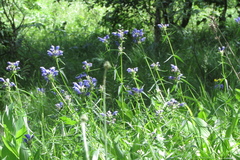 Dracocephalum ruyschiana