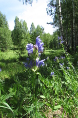 Dracocephalum ruyschiana