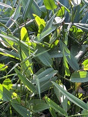 Pontederia cordata
