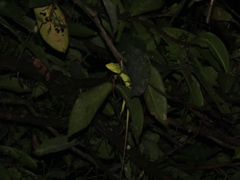 Bronchocela jubata