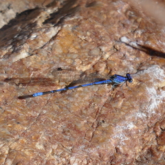 Argia extranea