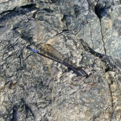 Argia hinei