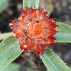 Gomphrena globosa