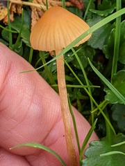 Galerina graminea
