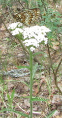 Melitaea