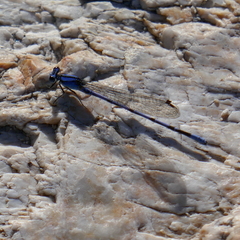 Argia extranea