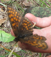 Melitaea