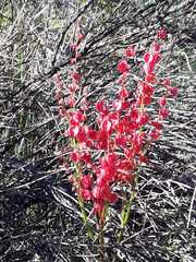 Rumex cordatus