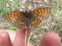 Melitaea