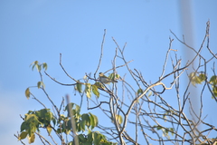 Leiothlypis peregrina