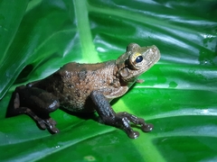 Osteocephalus taurinus