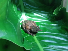 Osteocephalus taurinus