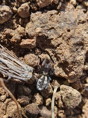 Penestomus montanus