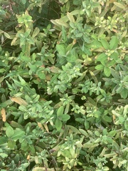 Lonicera fragrantissima