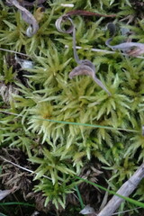 Climacium dendroides