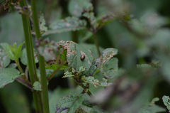 Cionus scrophulariae