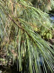 Pinus wallichiana