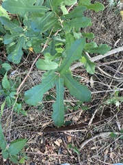 Quercus sinuata
