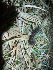 Creatonotos transiens