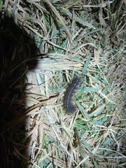 Creatonotos transiens