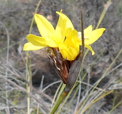 Bobartia macrospatha