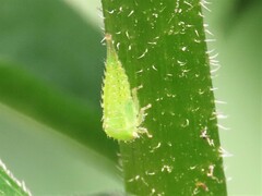 Stictocephala bisonia