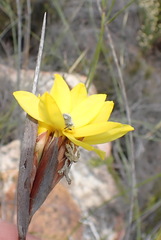 Bobartia macrospatha