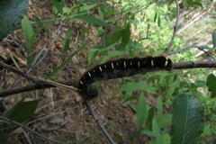 Eriogaster lanestris