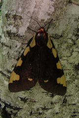 Arctia matronula