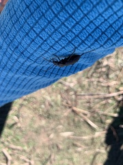 Carabus