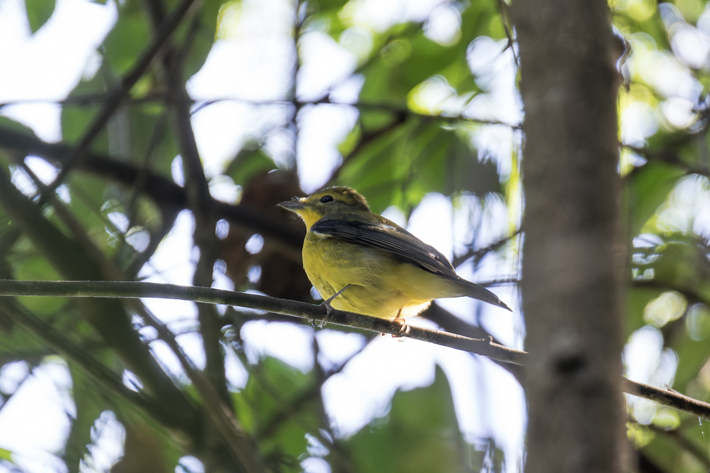 Green-backed Flycatcher