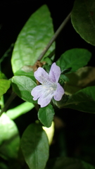 Strobilanthes tetrasperma