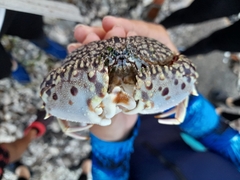 Calappa flammea