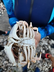 Calappa flammea