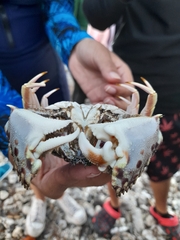 Calappa flammea