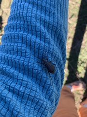 Carabus
