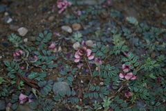 Indigofera alternans