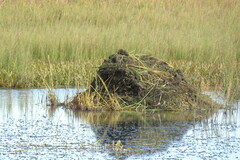 Ondatra zibethicus
