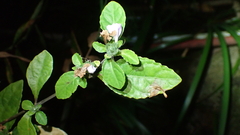 Strobilanthes tetrasperma