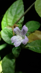 Strobilanthes tetrasperma