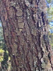 Pinus wallichiana